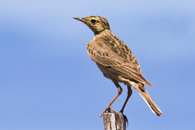 ���Ÿ����