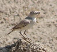 ����Į����