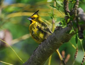 ����Į����