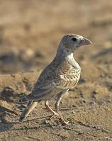 �ڶ�ȸ����