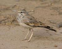 小拟戴胜百灵 小拟戴胜百灵的图片