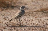 С���ʤ����