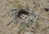 С���ʤ����