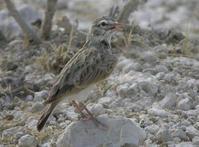 ����ɳ�����ͼƬ