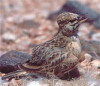 ˹����ɳ�����ͼƬ