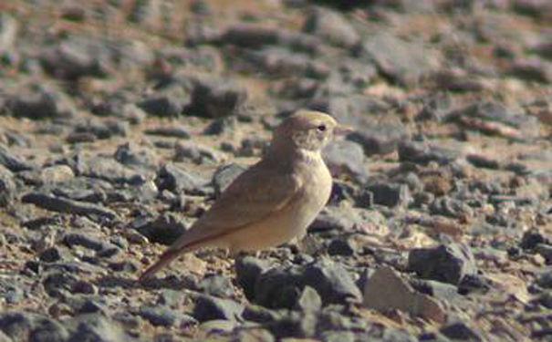 ��βĮ����