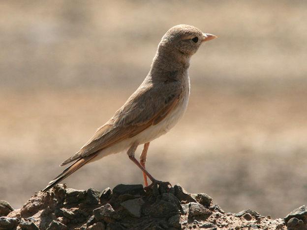 ��βĮ����