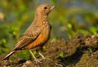 ��βĮ����