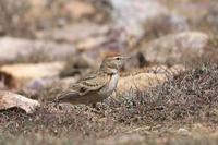 ��ֺ������