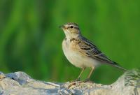 ��ֺ������