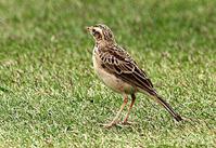 ��ֺ������