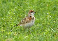 ��ֺ������