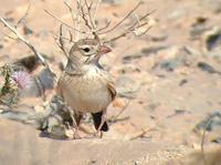 图氏沙百灵 图氏沙百灵的图片