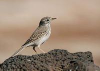 ��ֺ������