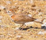 �춥��ֺ����