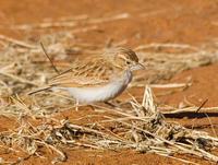 ˹��ɳ����