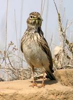 С��ֺ����