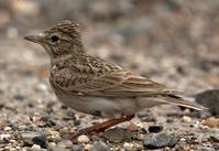 С��ֺ����