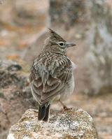 �����ͷ����