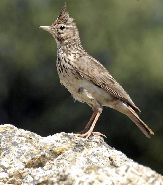 �����ͷ����