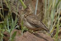 �����ͷ����