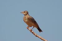 ̫����ͷ����