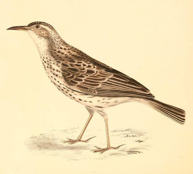 �����ͷ�����ͼƬ