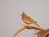 �����ͷ����