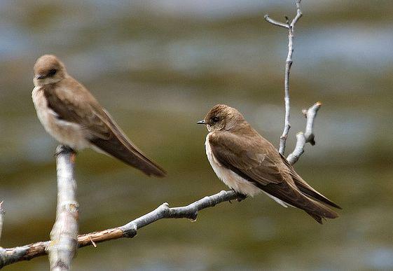 �б���ë����