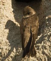 �չ�ɳ���ͼƬ