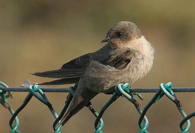 非洲岩燕 非洲岩燕的图片