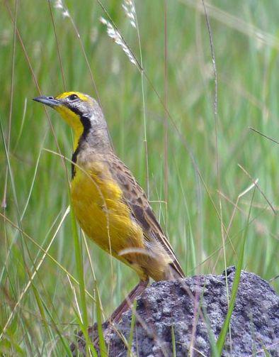 ���ϳ�צ�n�_��ͼƬ