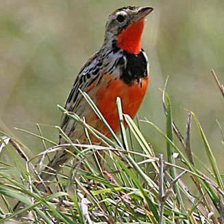 ���ϳ�צ�n�_��ͼƬ