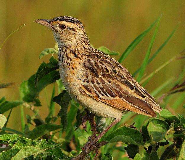 ���ϳ�צ�n�_��ͼƬ