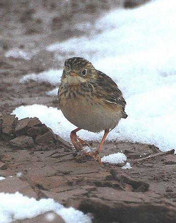 ˹���ҵ�ͼƬ