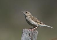 赫氏鹨 赫氏鹨的图片