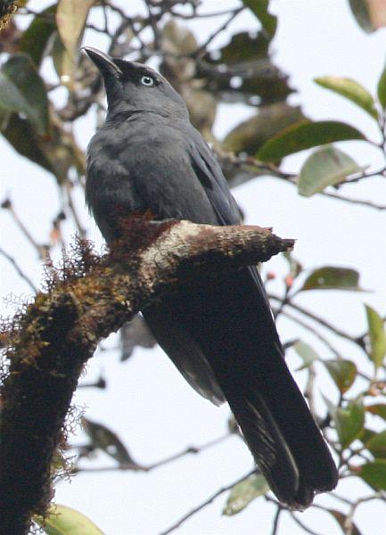 苏拉蓝鹃鵙 苏拉蓝鹃鵙的图片