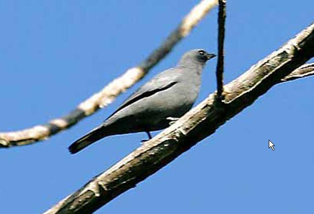 白眼先鹃鵙 白眼先鹃鵙的图片