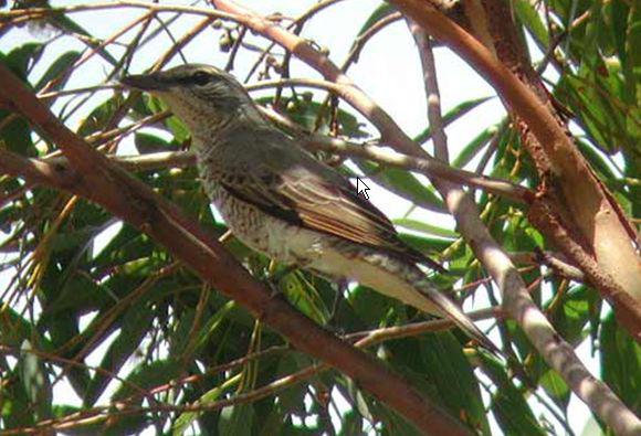 ������V��ͼƬ