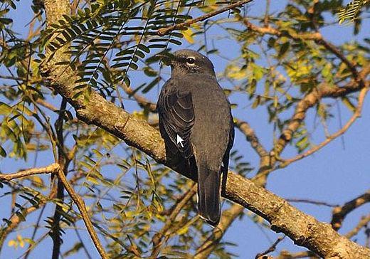 新几内亚鹃鵙 新几内亚鹃鵙的图片