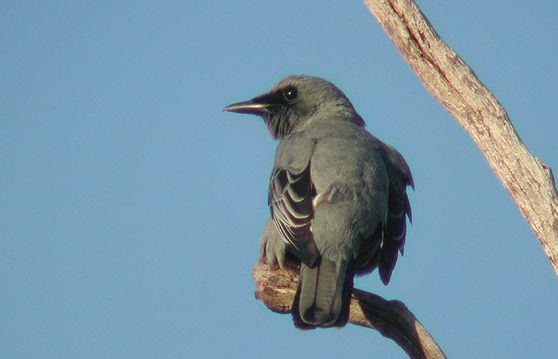 苏岛鹃鵙 苏岛鹃鵙的图片