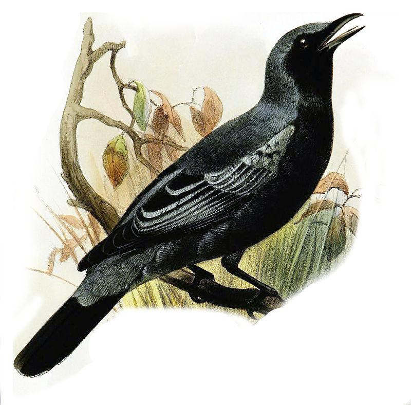 �������V��ͼƬ