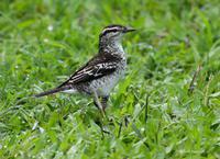 �������V