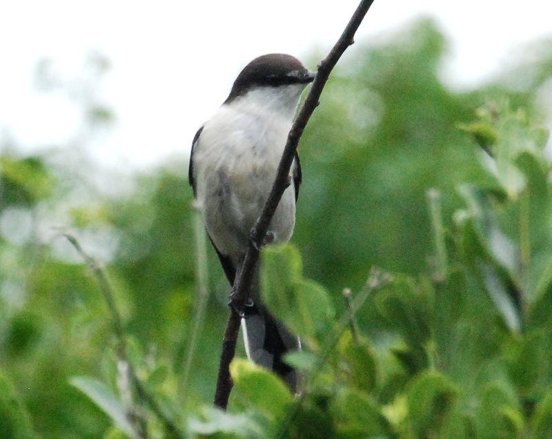 长尾鸣鹃鵙 长尾鸣鹃鵙的图片