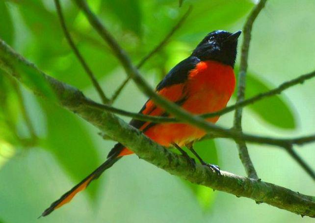 ����ɽ����