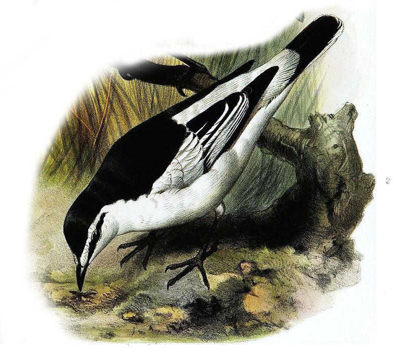 白腰鸣鹃鵙 白腰鸣鹃鵙的图片