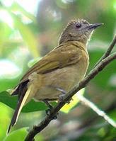 肖氏白尾鹎 肖氏白尾鹎的图片