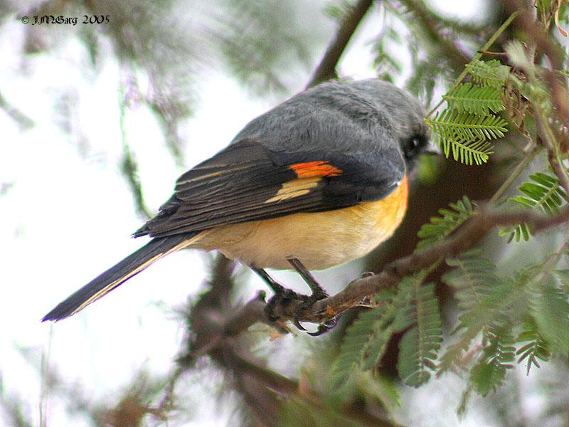 小山椒鸟 小山椒鸟的图片
