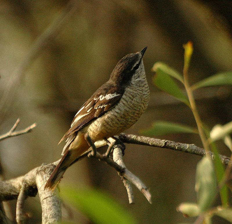 ��ɫ�����V��ͼƬ