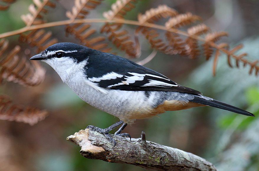 ��ɫ�����V